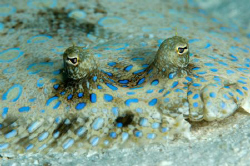 Peacock Flounder.  105mm VR. by Paul Colley 
